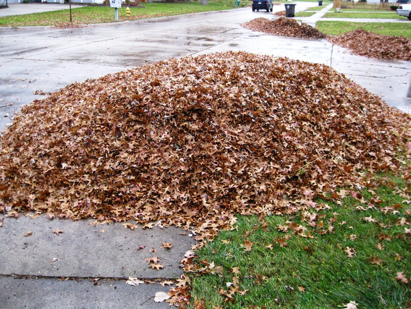Leaves in large mound pile